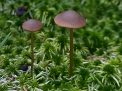 Galerina paludosa