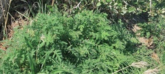 Phacelia distans