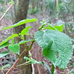Urera caracasana