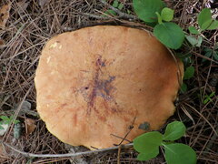 Suillellus queletii