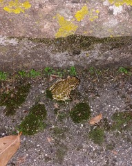 Bufotes viridis balearicus
