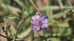 Phacelia distans