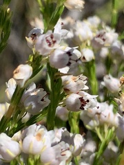 Erica margaritacea