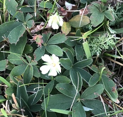Potentilla alba
