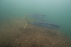 Seriola lalandi