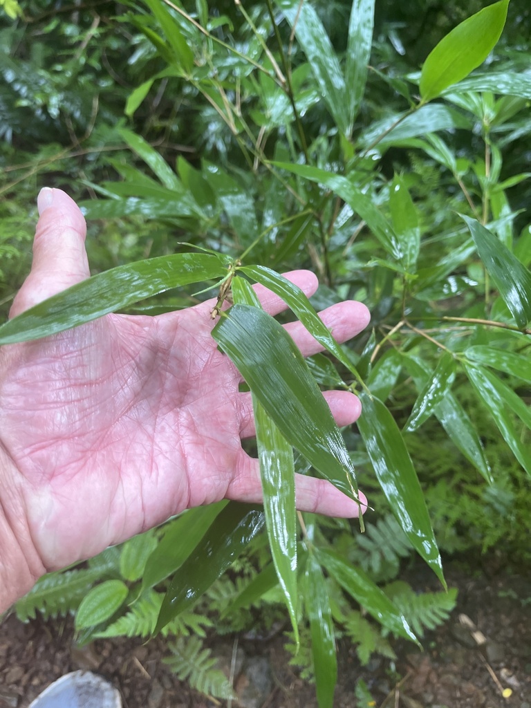 Trúc đen – Phyllostachys nigra