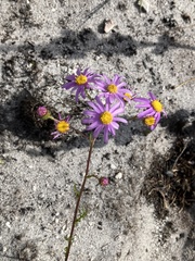 Senecio umbellatus