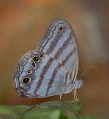 Magneuptychia opima