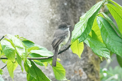 Myiarchus ferox