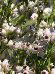 Erica margaritacea