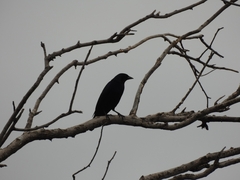 Molothrus bonariensis