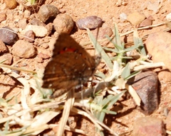 Aloeides thyra thyra