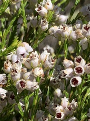 Erica margaritacea