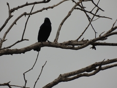 Molothrus bonariensis