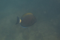 Acanthurus dussumieri