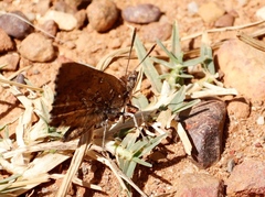 Aloeides thyra thyra