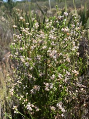 Erica margaritacea