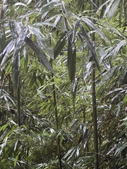 Phyllostachys nigra