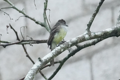 Myiarchus ferox