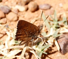 Aloeides thyra thyra