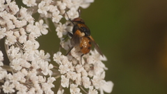 Gymnosoma rotundatum