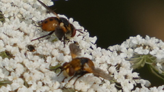 Gymnosoma rotundatum