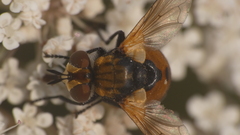 Gymnosoma rotundatum