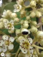 Trogoderma argentina