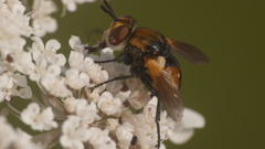 Gymnosoma rotundatum