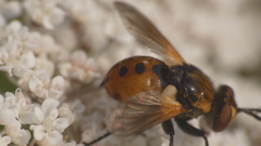 Gymnosoma rotundatum