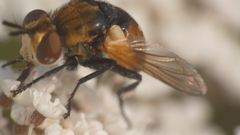 Gymnosoma rotundatum