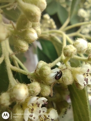 Trogoderma argentina