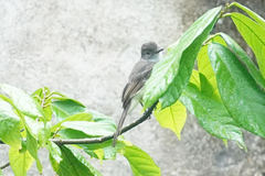 Myiarchus ferox