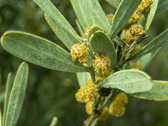 Acacia stricta