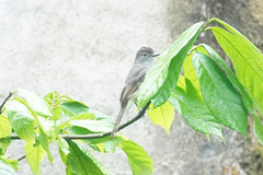 Myiarchus ferox