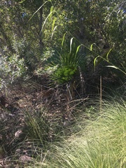 Washingtonia filifera