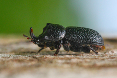 Sinodendron cylindricum