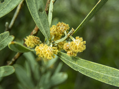 Acacia stricta