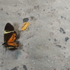 Lepidoptera