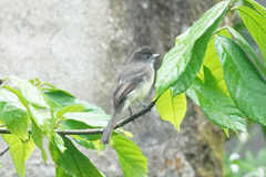 Myiarchus ferox