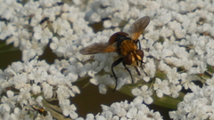 Gymnosoma rotundatum
