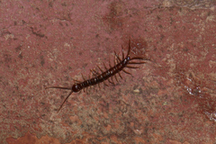 Lithobiomorpha