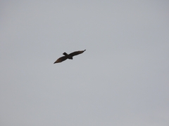 Rupornis magnirostris