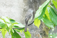 Myiarchus ferox