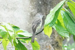 Myiarchus ferox