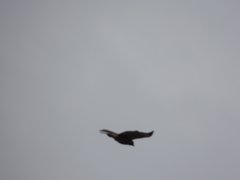 Rupornis magnirostris