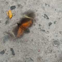 Lepidoptera