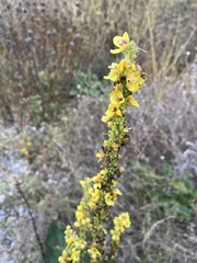 Verbascum nigrum