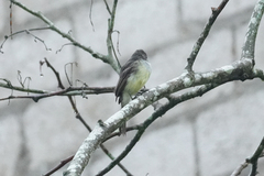 Myiarchus ferox