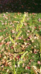 Echinochloa crus-galli